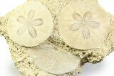 Three Fossil Sand Dollars (Scutella) - France #359690-1